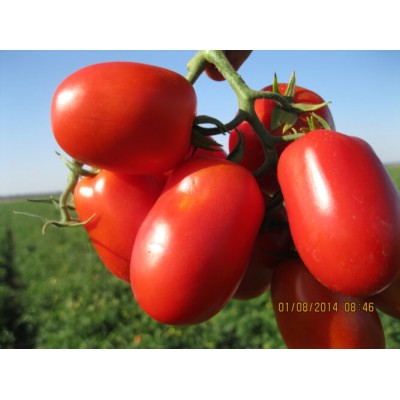 3402 F1 - семена томата детерминантного, 500 сем., среднеспелый, Heinz Seed